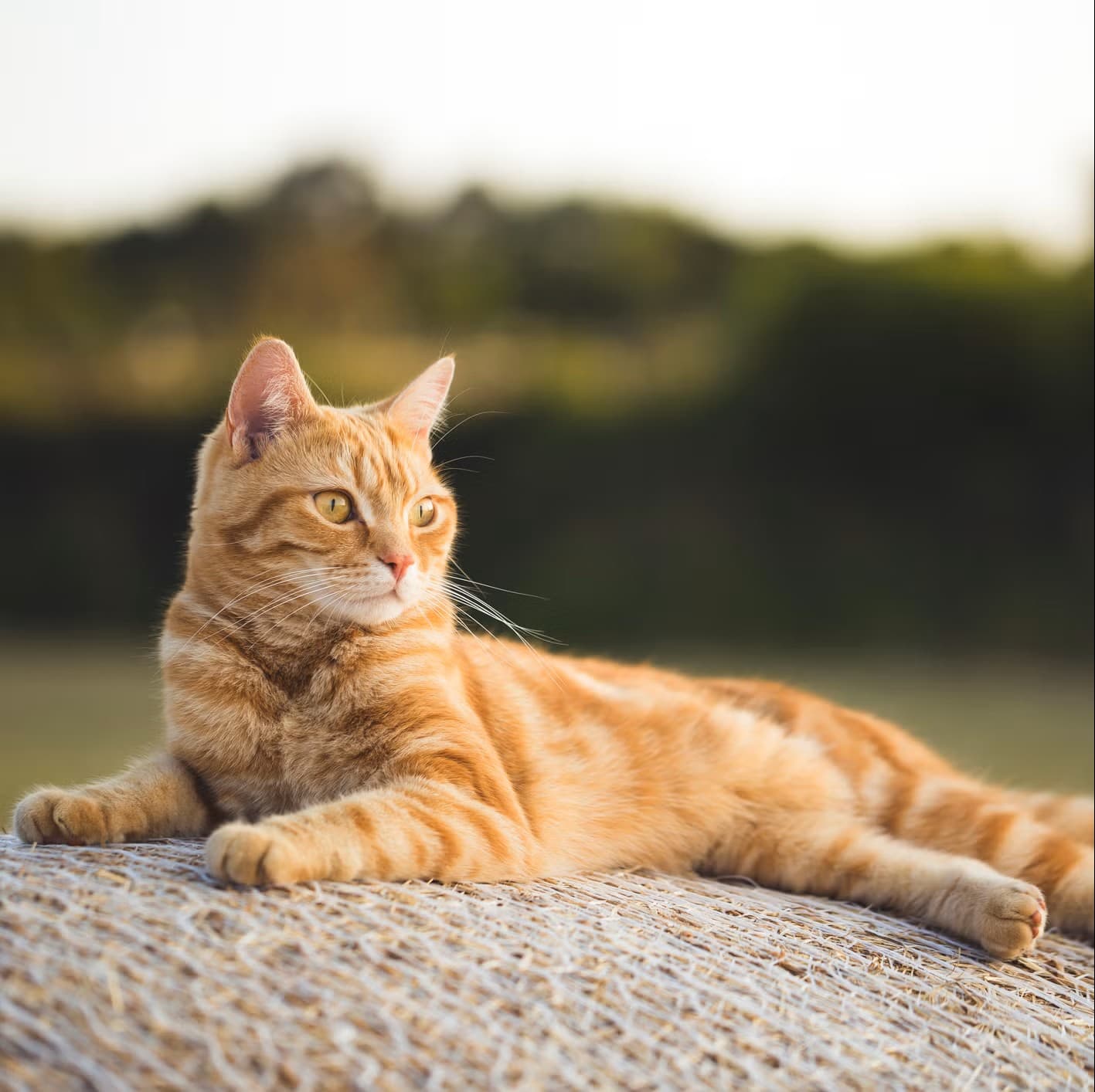 Amber - Domestic Short Hair cat available for adoption in Wollongong