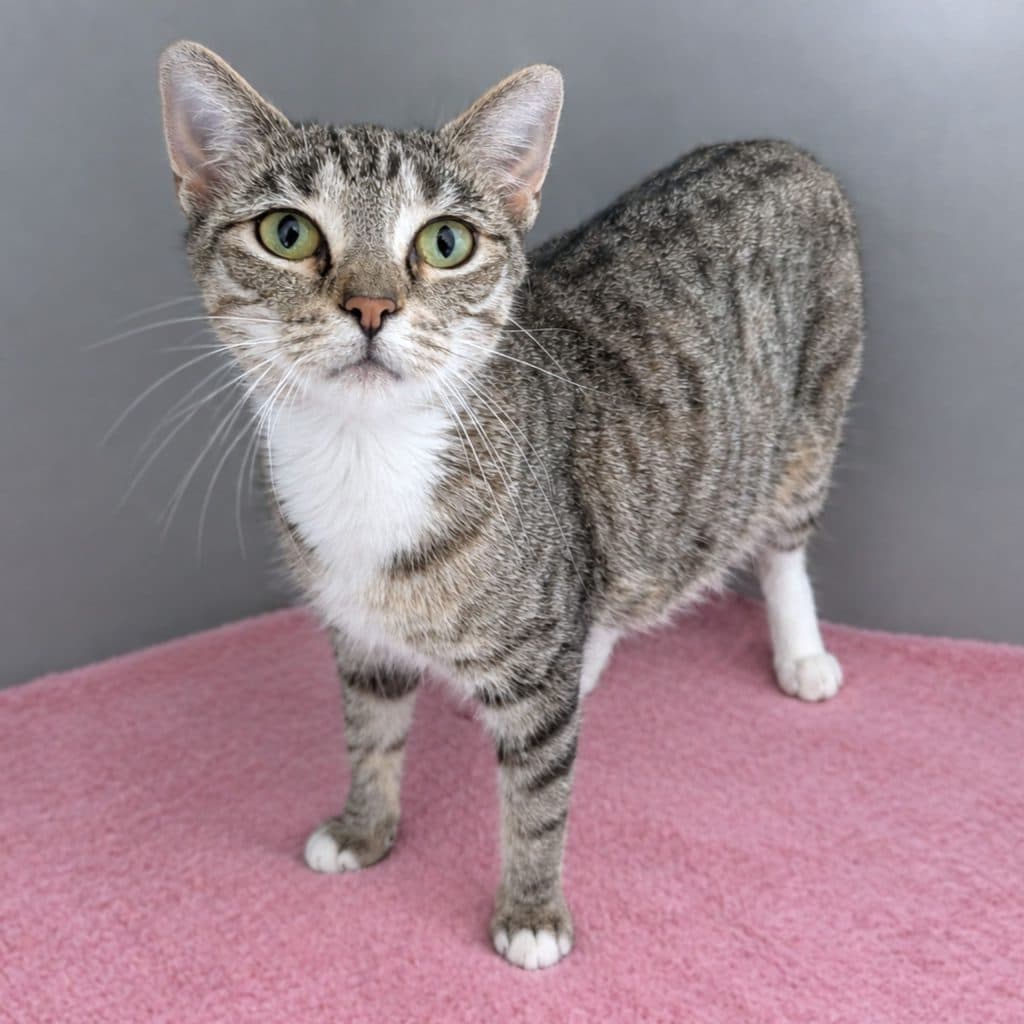 Kimberly - Domestic Short Hair available for adoption in Nsw