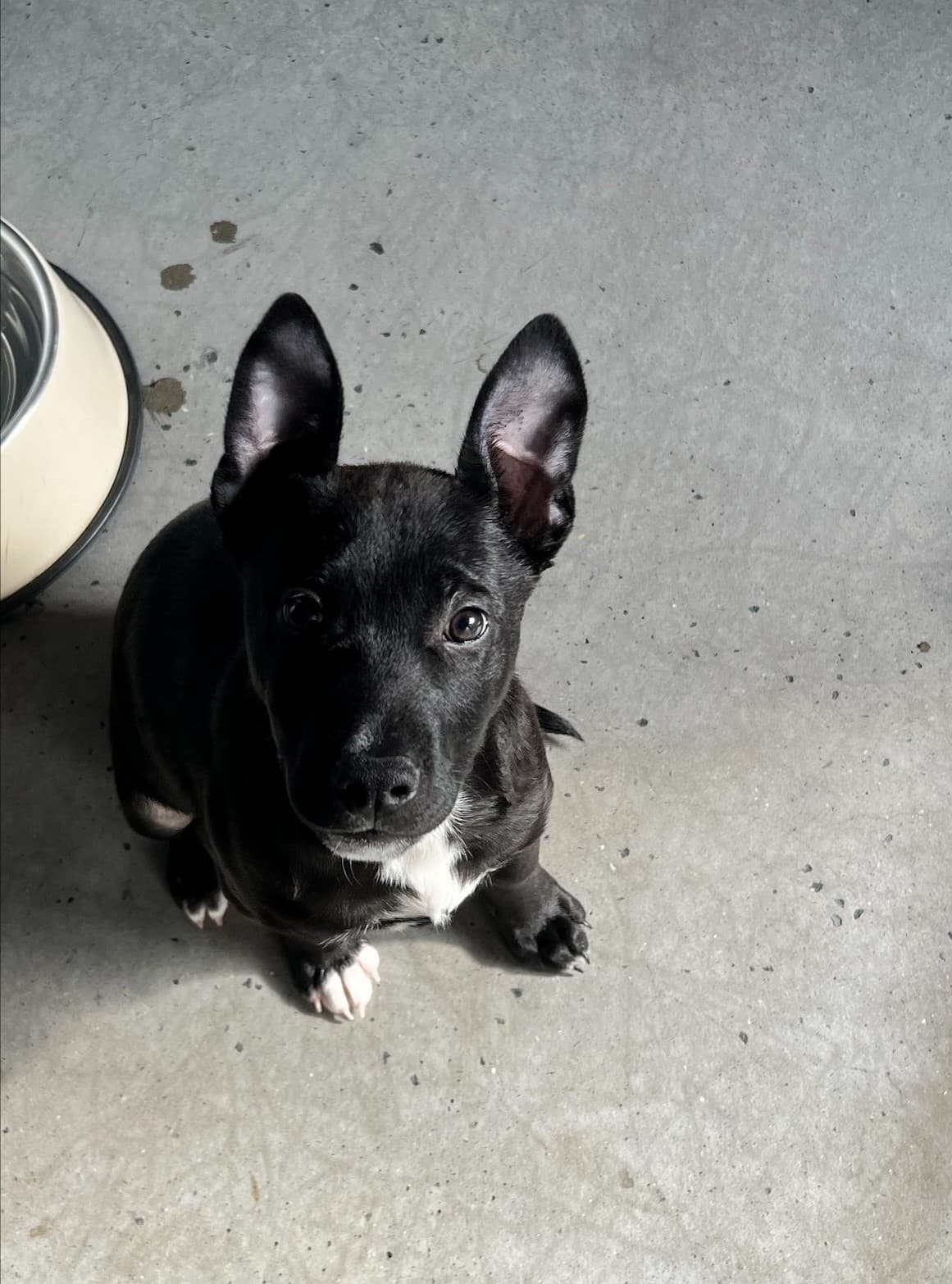 Chase - American Staffordshire Terrier available for adoption in Newcastle