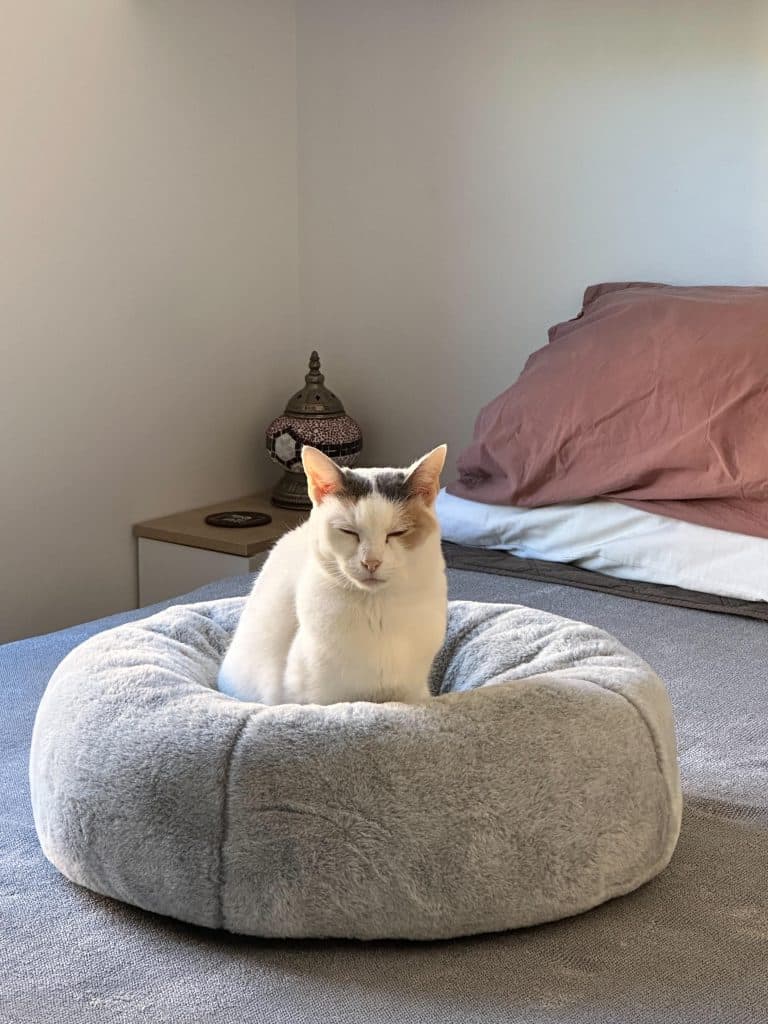 Angel - Domestic Short Hair cat available for adoption at RSPCA NSW in Sydney