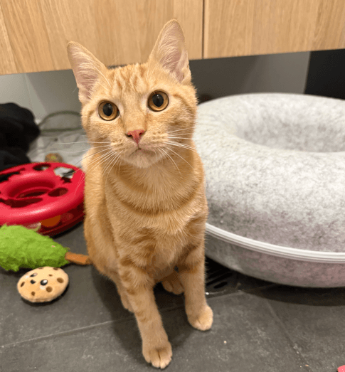 Apricot - Domestic Short Hair cat available for adoption in Newcastle