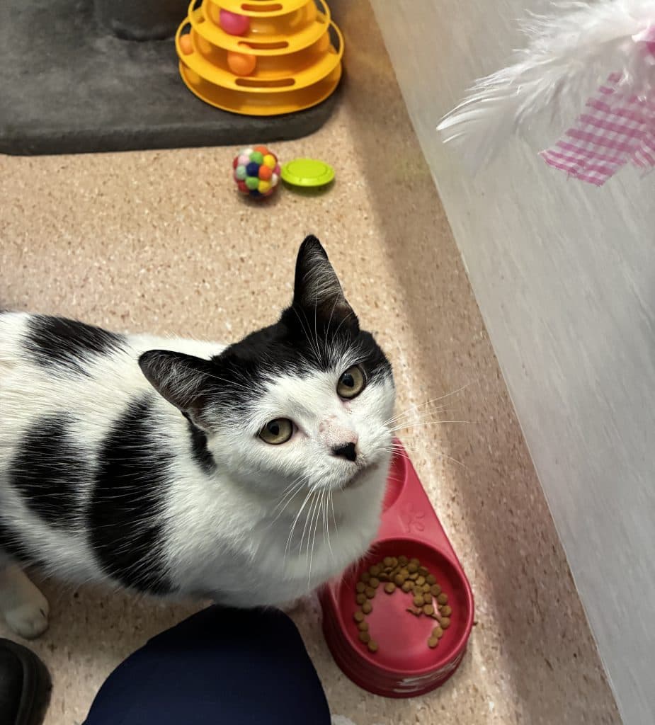 Ziggy - Domestic Short Hair available for adoption in Newcastle