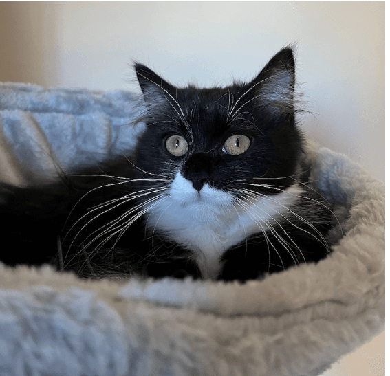Isla - Domestic Medium Hair cat available for adoption at RSPCA NSW in Sydney