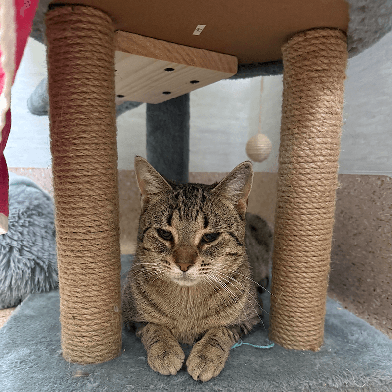 Davis - Domestic Short Hair cat available for adoption at RSPCA NSW in Sydney