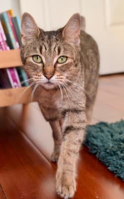 Melonie - Domestic Short Hair cat available for adoption at RSPCA NSW in Sydney