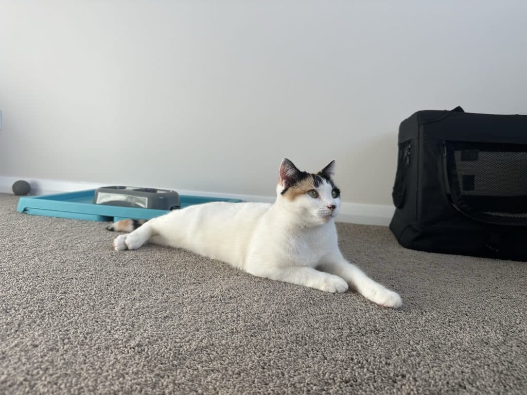 Yumi - Domestic Short Hair cat available for adoption at RSPCA NSW in Sydney