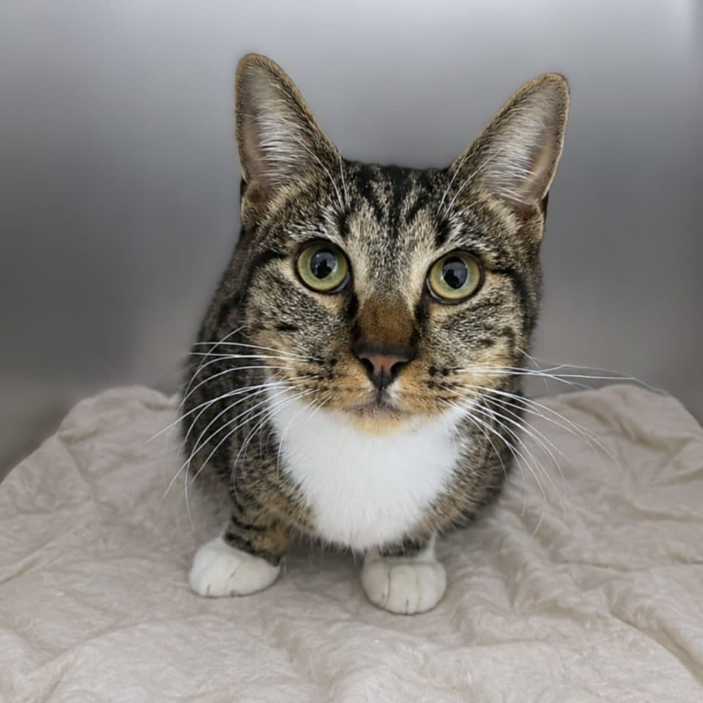 Em - Domestic Short Hair cat available for adoption in Calgary