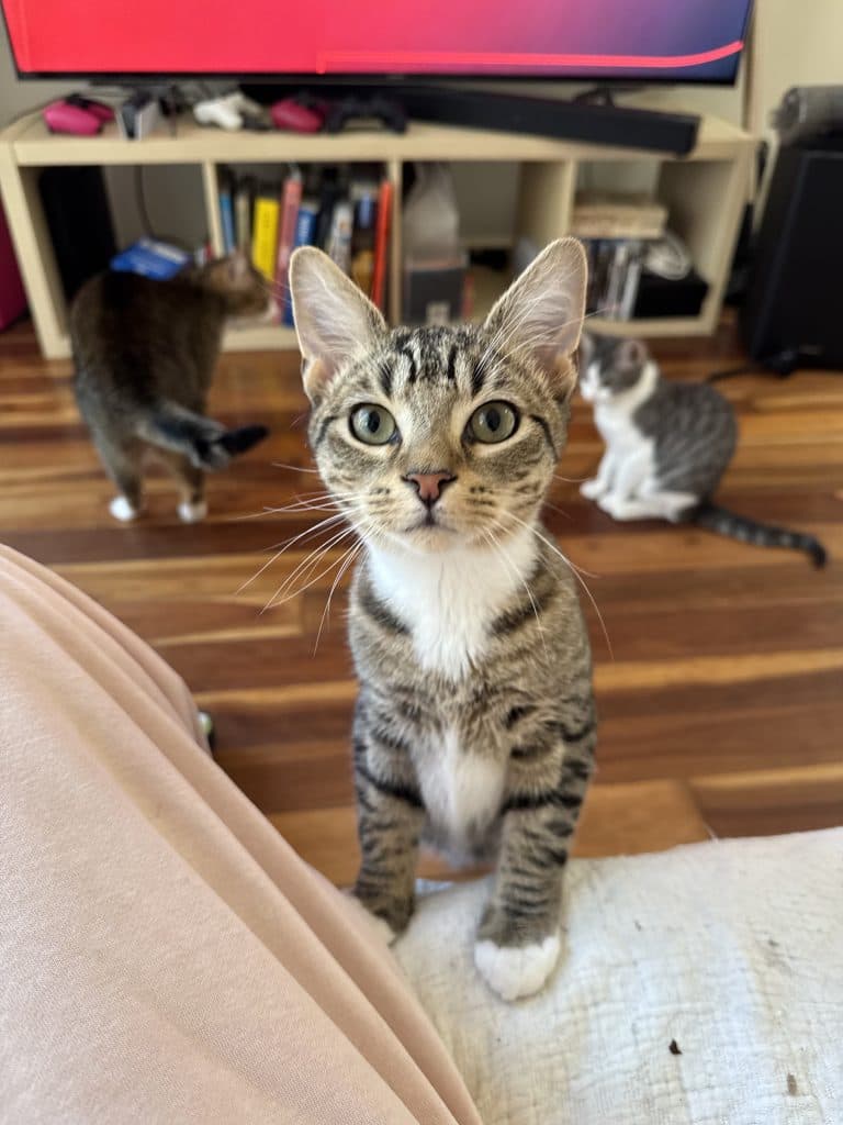 Latrell - Domestic Short Hair cat available for adoption at RSPCA NSW in Sydney