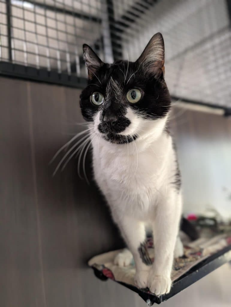 Bubbles - Domestic Short Hair available for adoption in Coffs Harbour