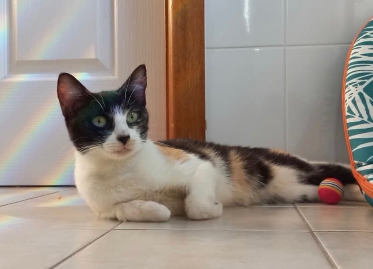 Monica - Domestic Short Hair available for adoption in Wollongong