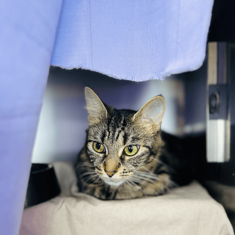 Beyonce - Domestic Medium Hair available for adoption in Wollongong