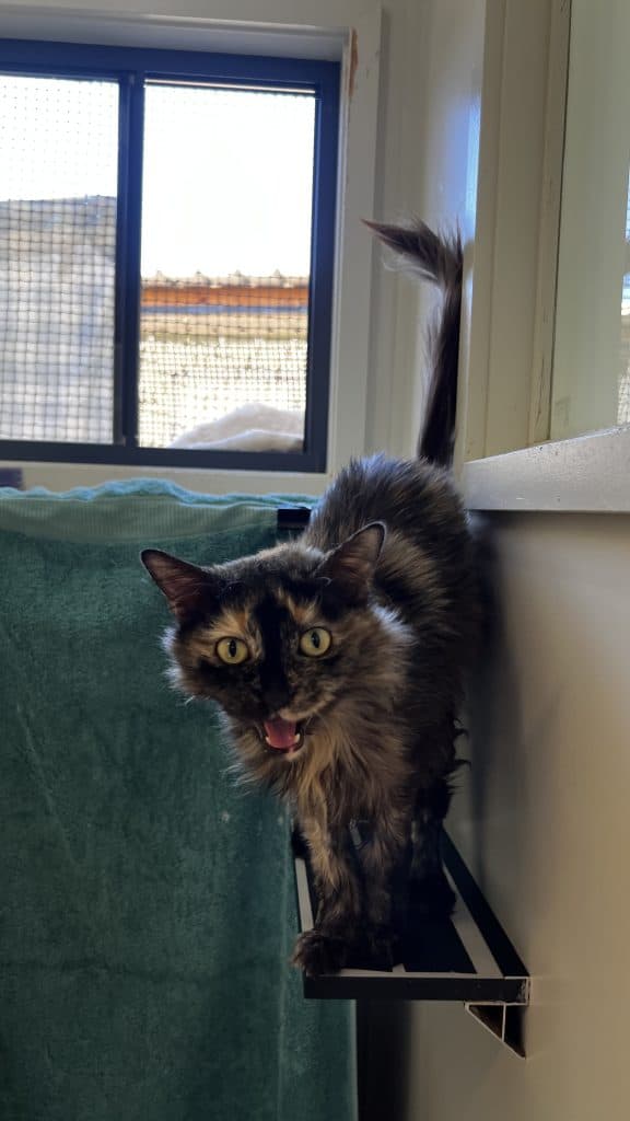 Princess - Domestic Medium Hair cat available for adoption at RSPCA NSW in Sydney