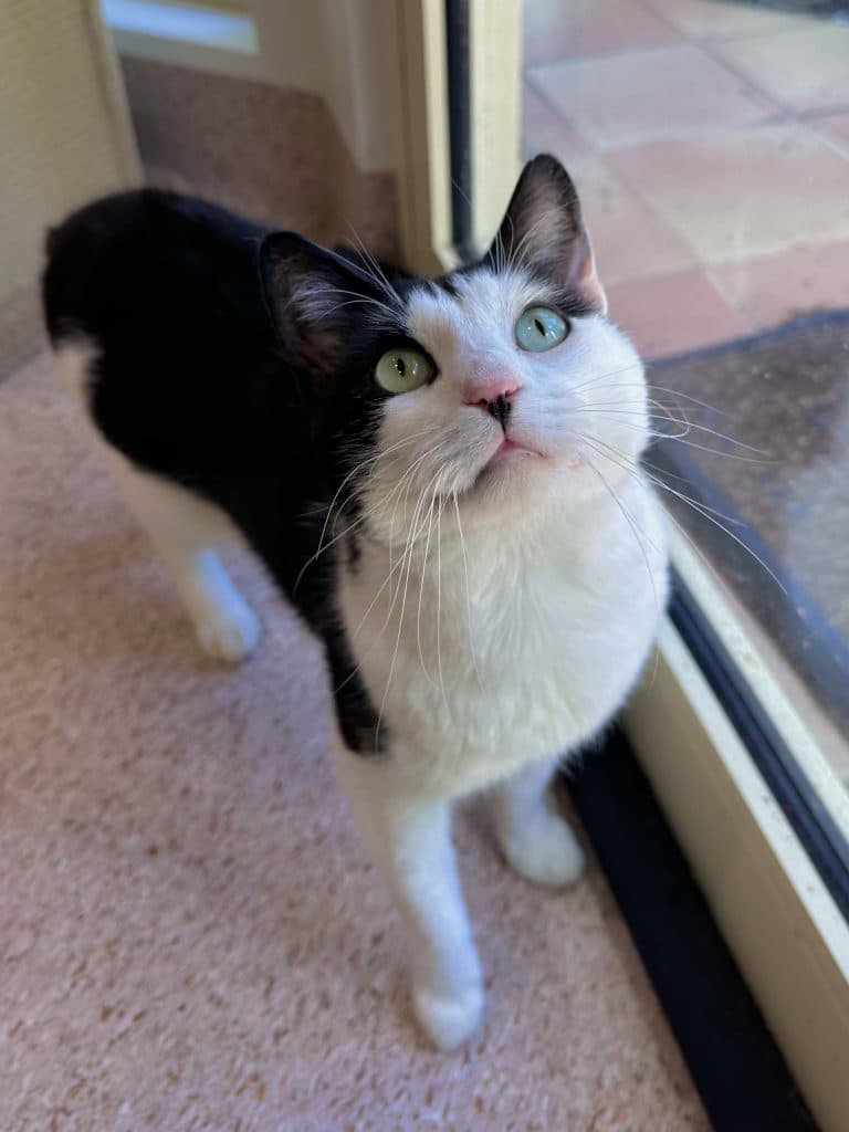 Claude - Domestic Short Hair cat available for adoption in Calgary