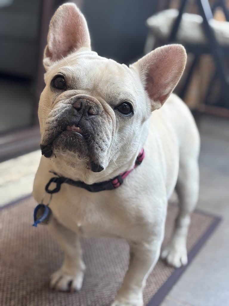 Duckie - French Bulldog available for adoption in Calgary