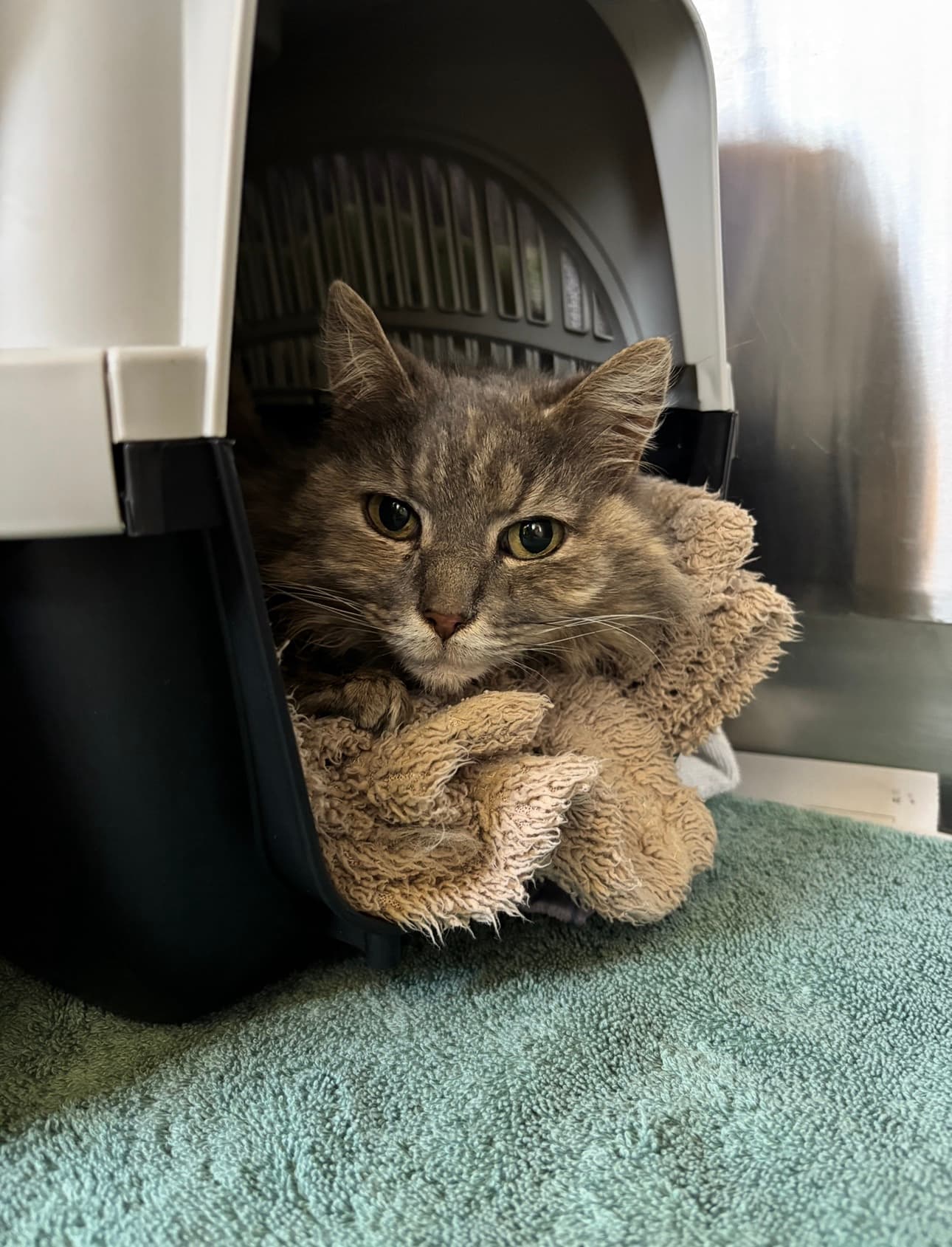 Sandy - Domestic Medium Hair cat available for adoption at RSPCA NSW in Sydney