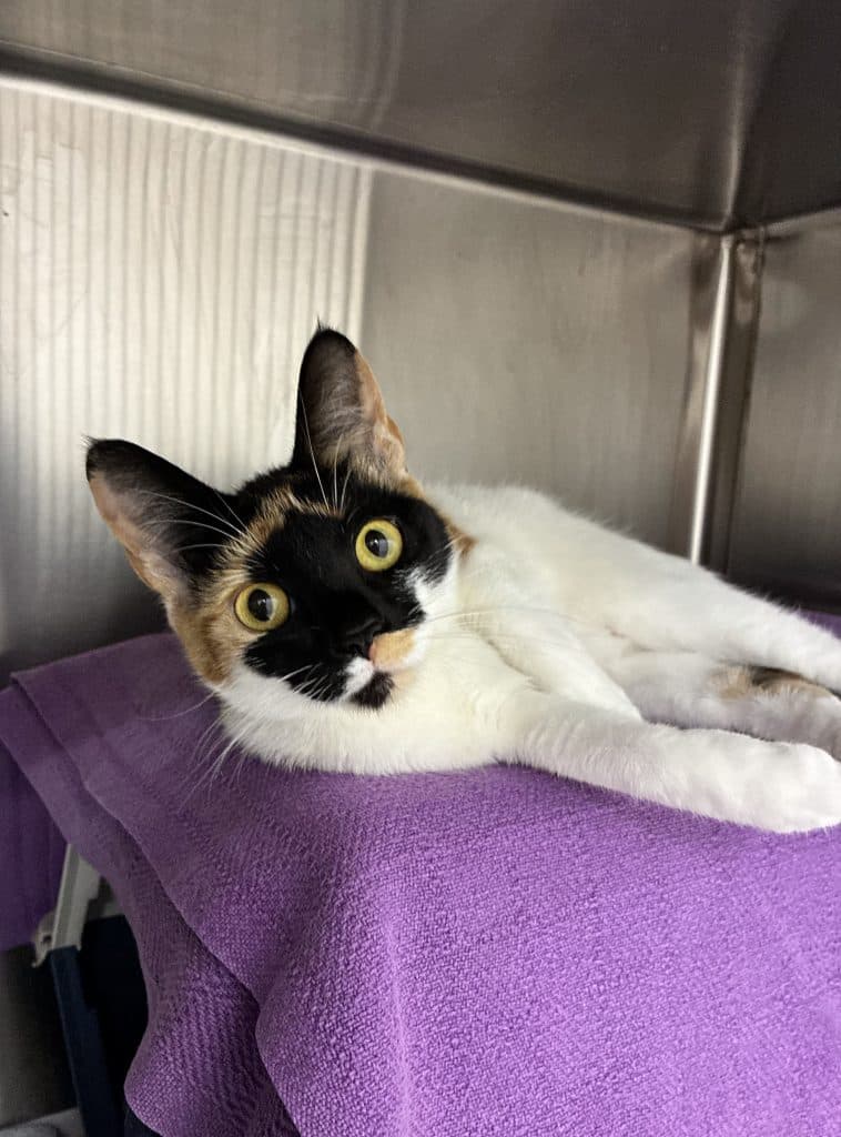 Misha - Domestic Short Hair cat available for adoption at RSPCA NSW in Sydney