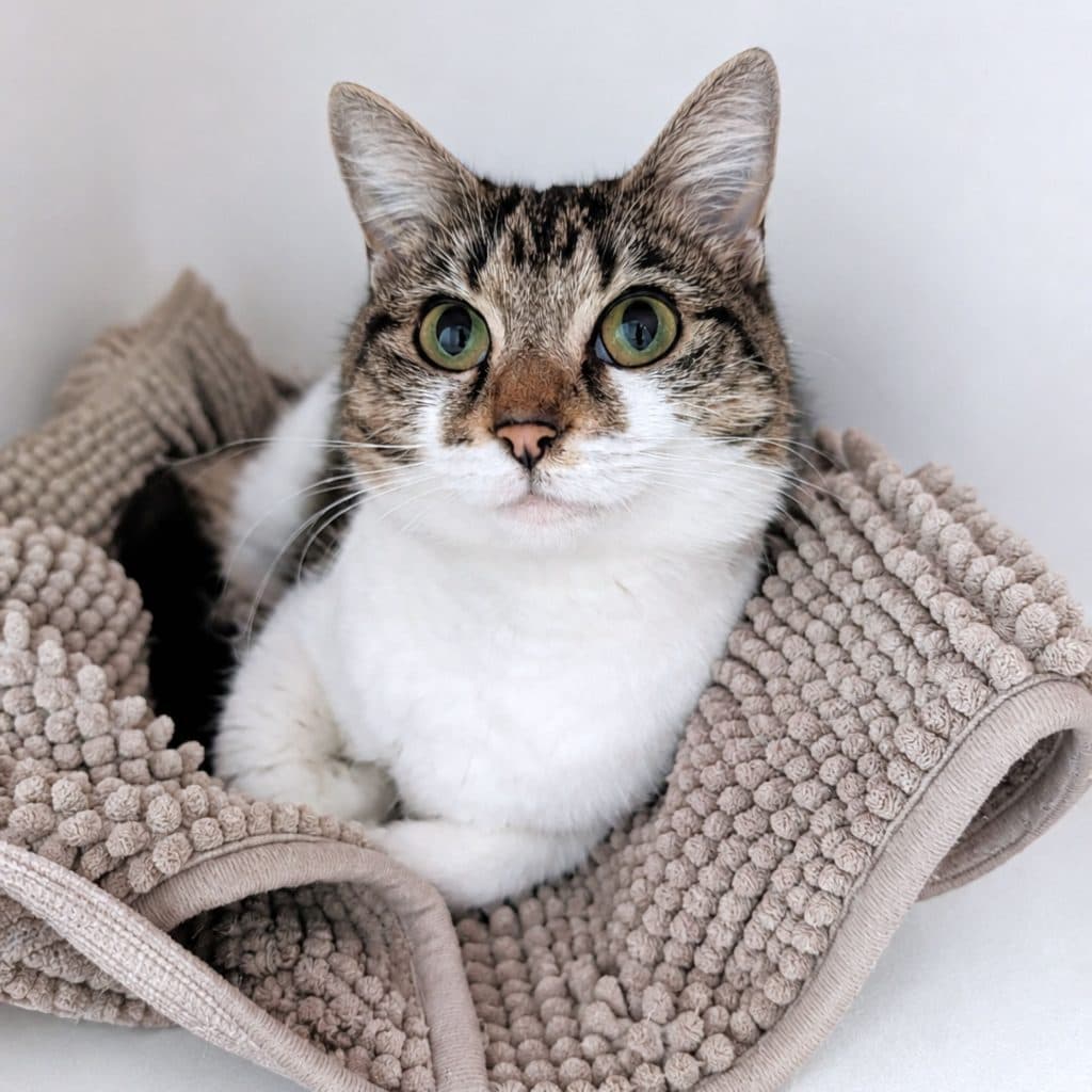 Wellsy - Domestic Short Hair cat available for adoption at RSPCA NSW in Sydney