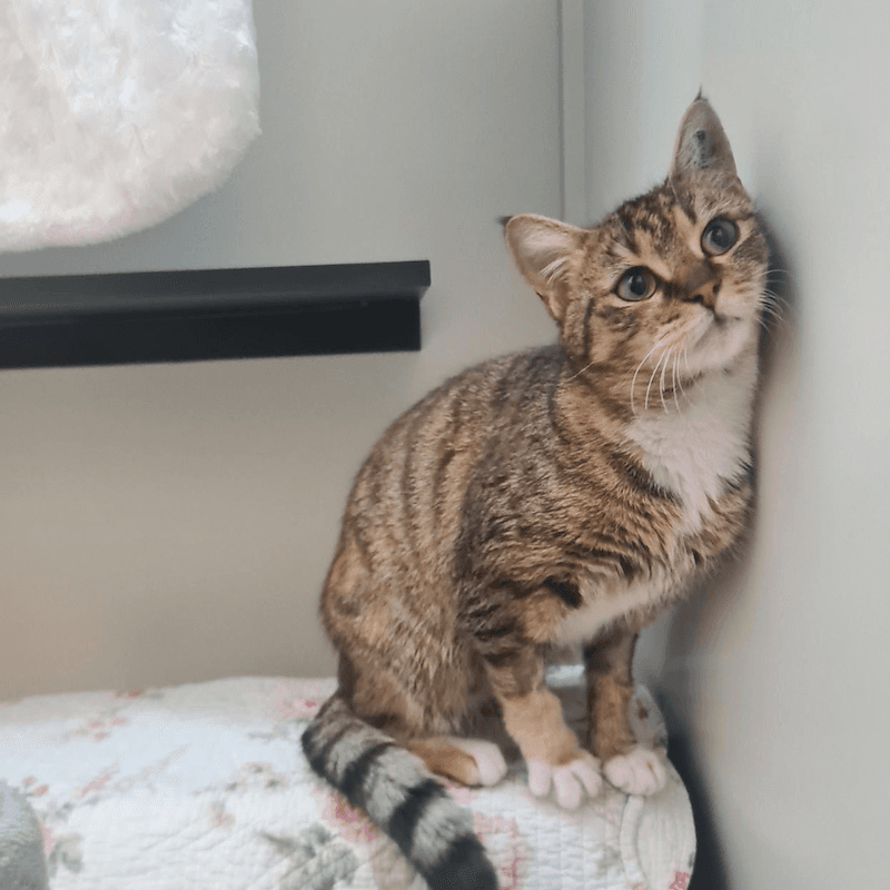 Amber - Domestic Short Hair cat available for adoption at RSPCA NSW in Sydney