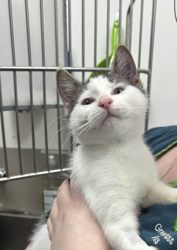 Rolling Pin - Domestic Short Hair cat available for adoption at RSPCA NSW in Sydney