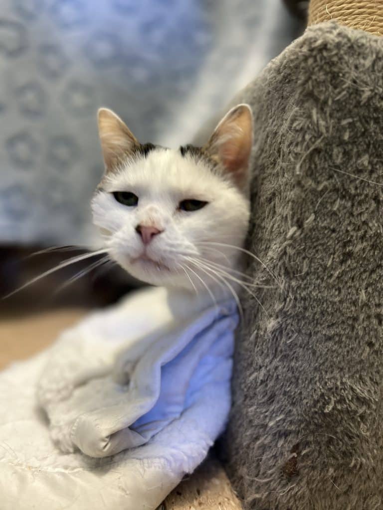 Astro - Domestic Short Hair / Colourpoint Shorthair cat available for adoption at RSPCA NSW in Newcastle
