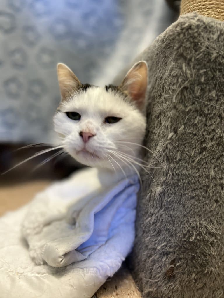 Astro - Domestic Short Hair / Colourpoint Shorthair available for adoption in Newcastle