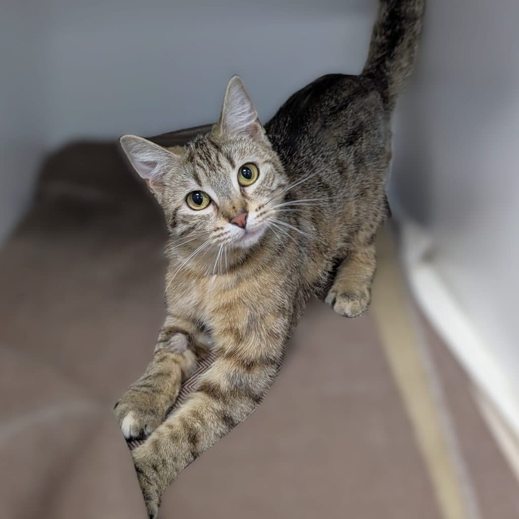 Belladonna - Domestic Short Hair available for adoption in Newcastle