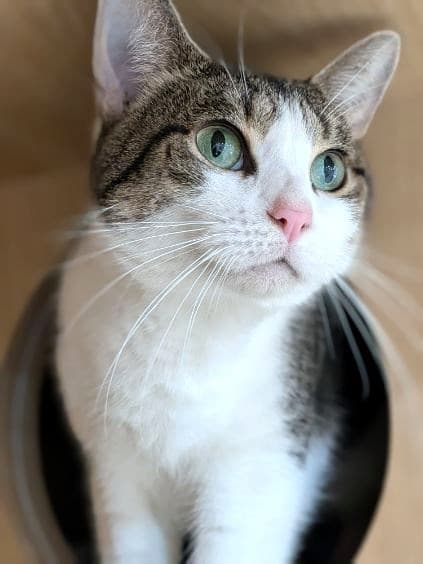 Tinkerbelle - Domestic Short Hair cat available for adoption at RSPCA NSW in Sydney