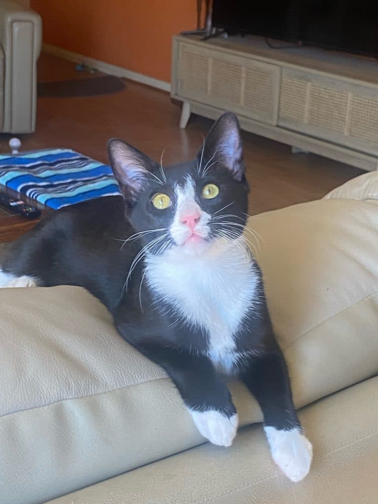 Batman - Domestic Short Hair cat available for adoption in Sydney