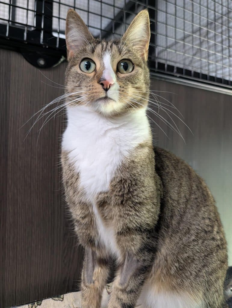 Soxy - Domestic Short Hair cat available for adoption at RSPCA NSW in Sydney