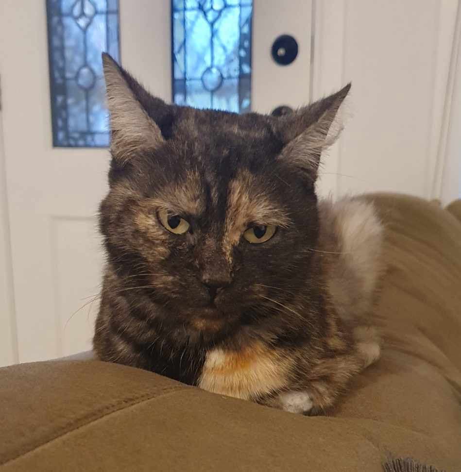 Nebula - Domestic Short Hair cat available for adoption in Sydney