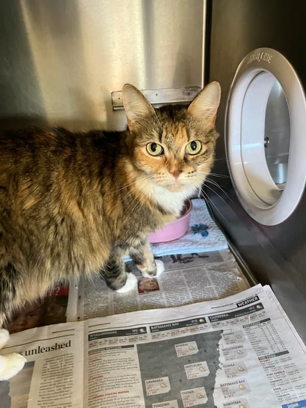 Scruffy - Domestic Medium Hair available for adoption in Wollongong