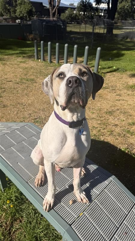 Snoop - American Staffordshire Terrier available for adoption at RSPCA NSW in Sydney