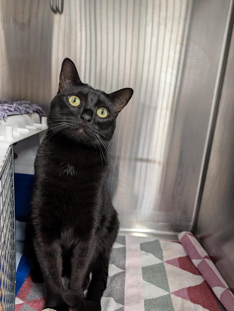 Salem - Domestic Short Hair cat available for adoption at RSPCA NSW in Sydney