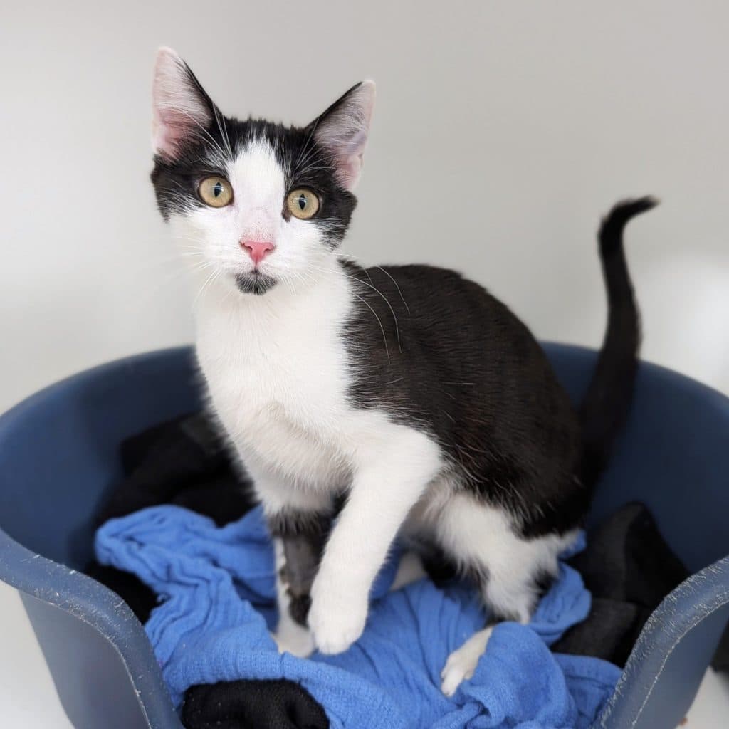 Otis - Domestic Short Hair cat available for adoption at RSPCA NSW in Sydney