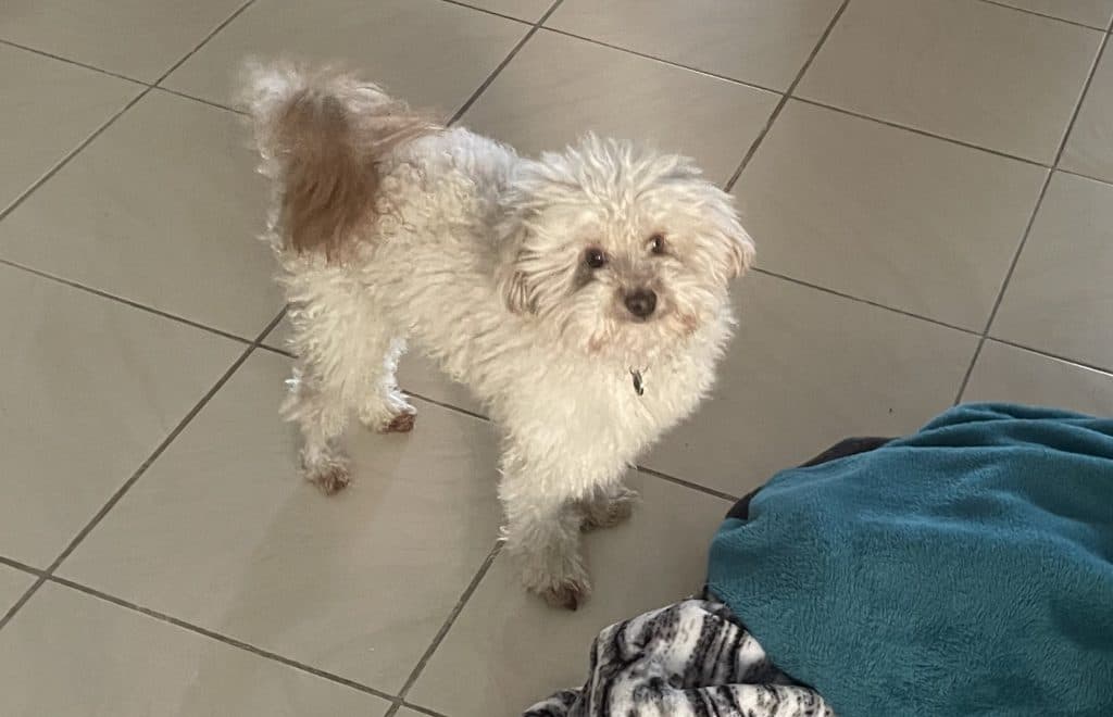 Sammy - Poodle (Miniature) available for adoption in Newcastle