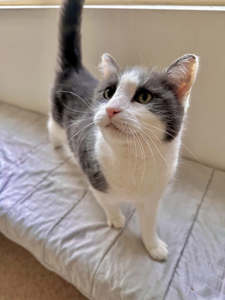Mr Whiskers - Domestic Short Hair cat available for adoption in Central Coast