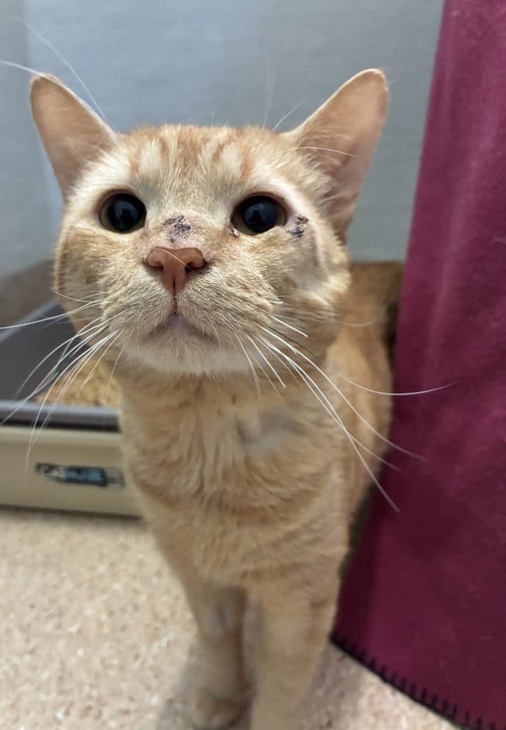 Charlie - Domestic Short Hair available for adoption in Newcastle