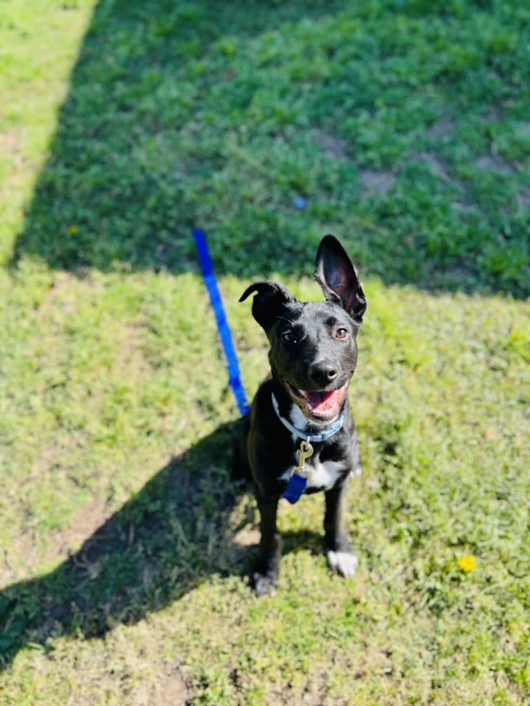 Enoki - American Staffordshire Terrier available for adoption in Coffs Harbour