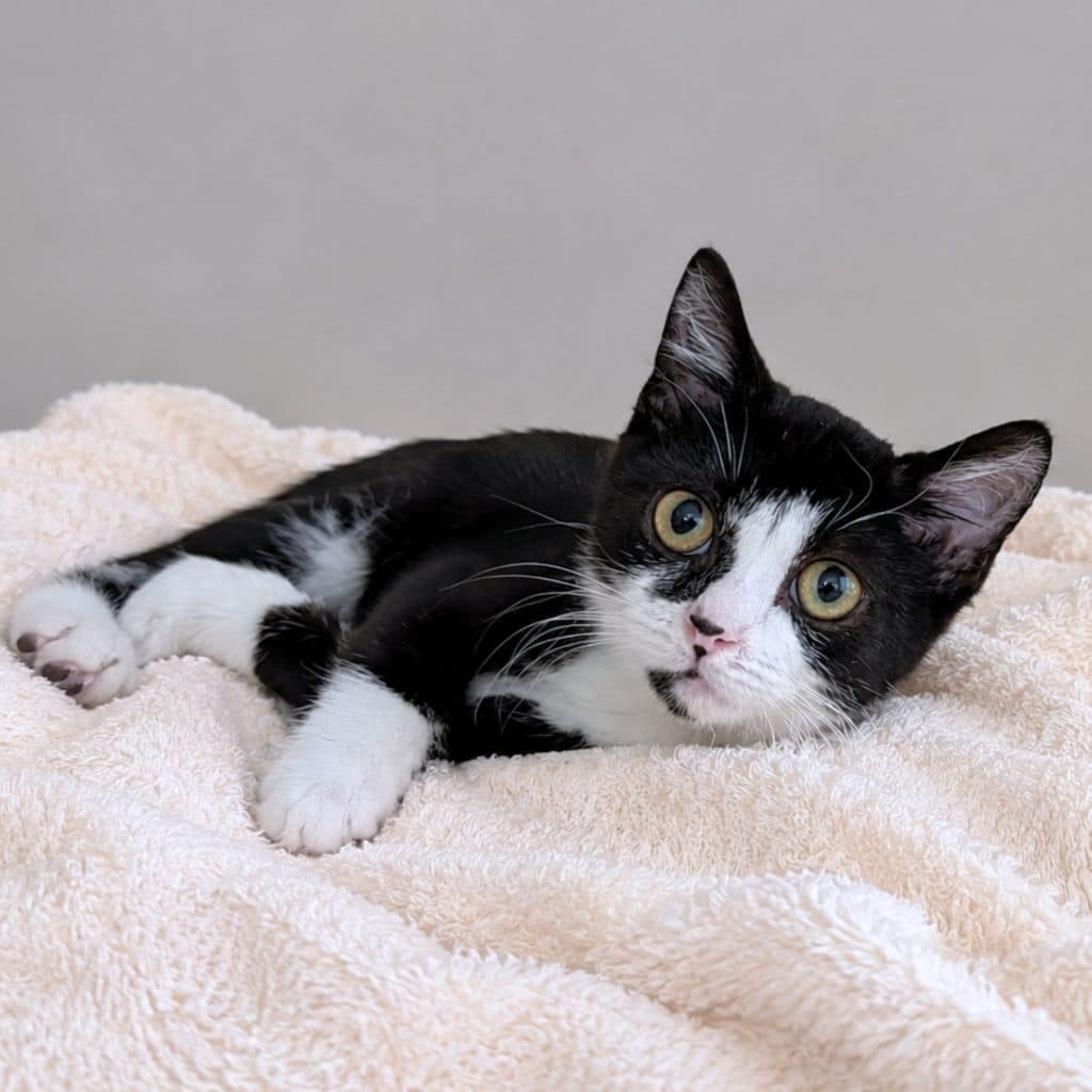 Darla - Domestic Short Hair cat available for adoption at RSPCA NSW in Sydney