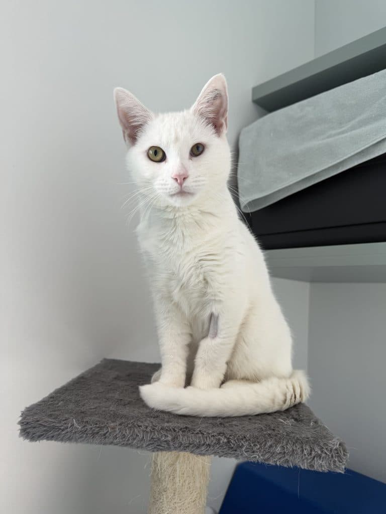 Percy - Domestic Short Hair cat available for adoption at RSPCA NSW in Sydney