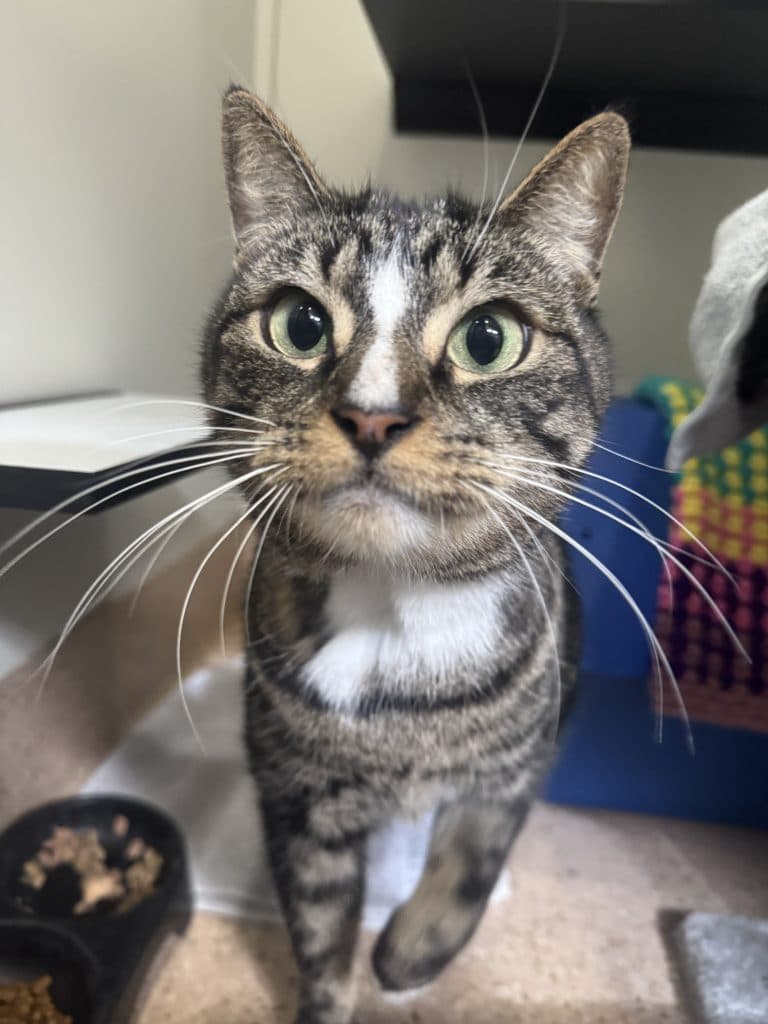 Thor - Domestic Short Hair cat available for adoption at RSPCA NSW in Sydney