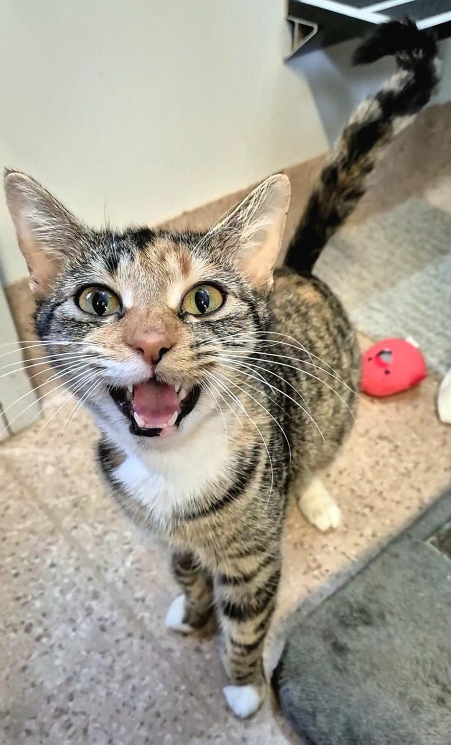 Lettie - Domestic Short Hair available for adoption in Newcastle