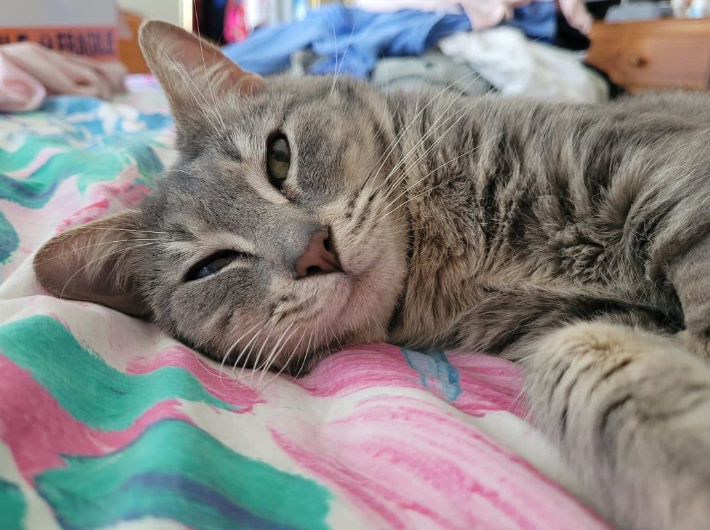 Chirp - Domestic Short Hair cat available for adoption at RSPCA NSW in Sydney