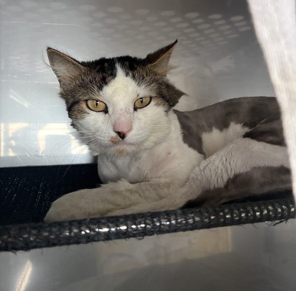 Syrup - Domestic Medium Hair cat available for adoption in Sydney