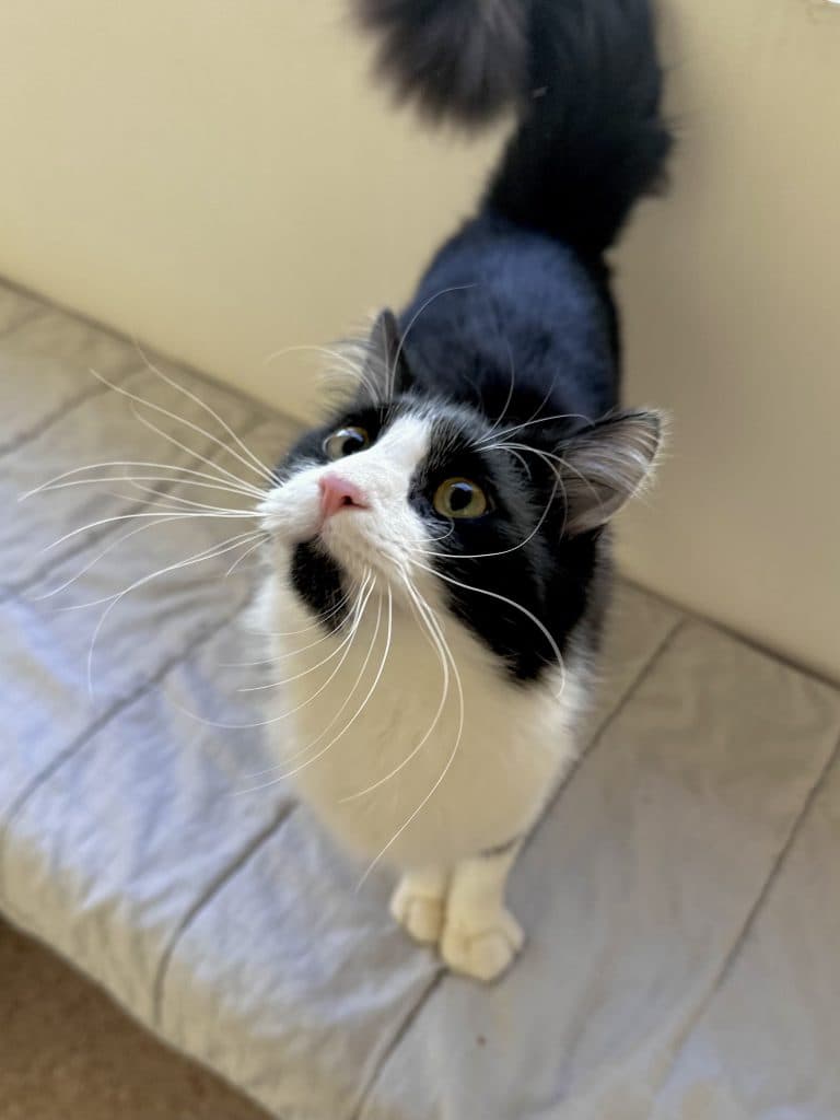 Salem - Domestic Short Hair cat available for adoption in Central Coast