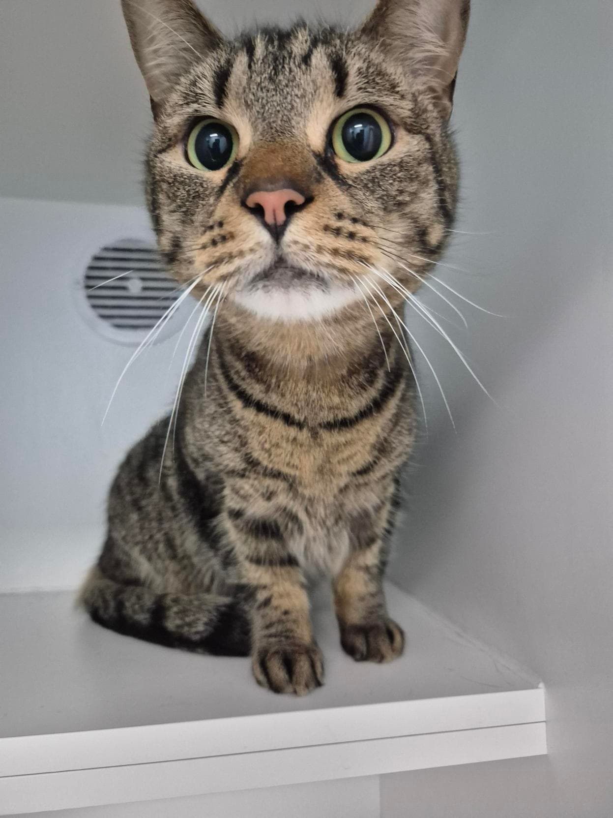 Freddie - Domestic Short Hair cat available for adoption in Sydney
