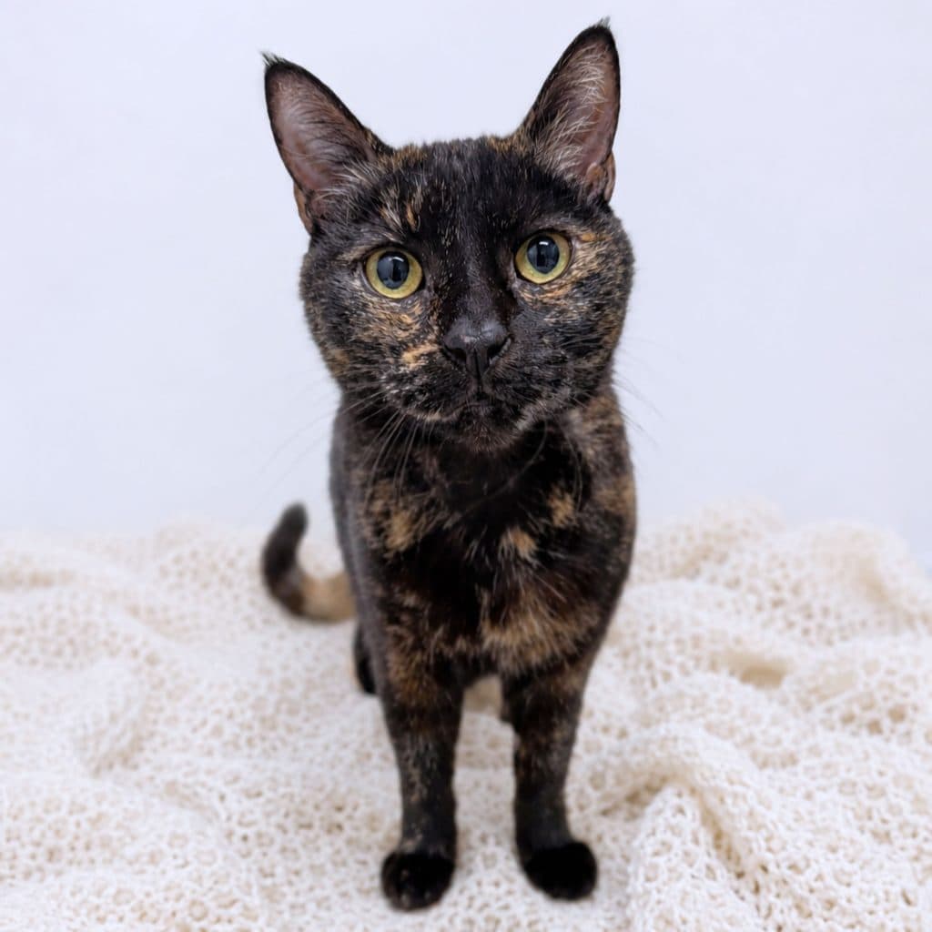 Bambi - Domestic Short Hair cat available for adoption at RSPCA NSW in Sydney