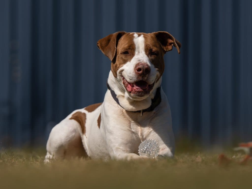 Bruno - American Staffordshire Terrier available for adoption in Newcastle