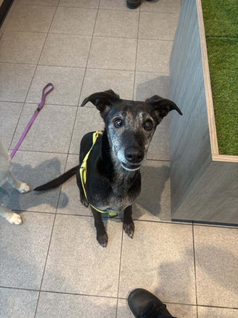 Precious - Labrador Retriever / Whippet available for adoption in Calgary