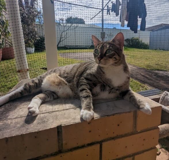 Pepper - Domestic Short Hair cat available for adoption at RSPCA NSW in Coffs Harbour